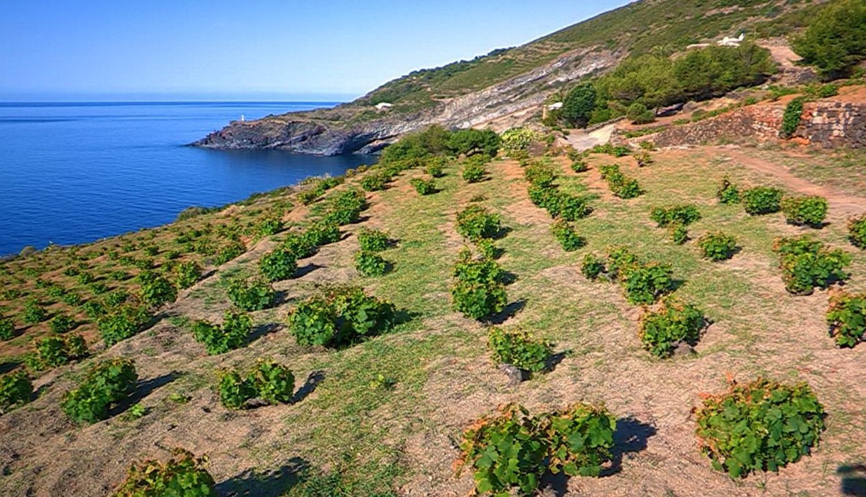 Notizie sull'ambiente - Il giornale di Pantelleria