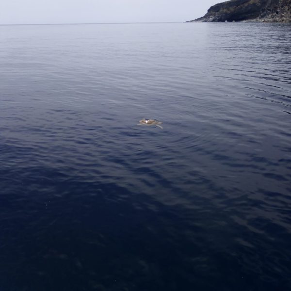 Foto della tartaruga che gironzola provando ad immergersi. Clicca sull'immagine per zoomare.