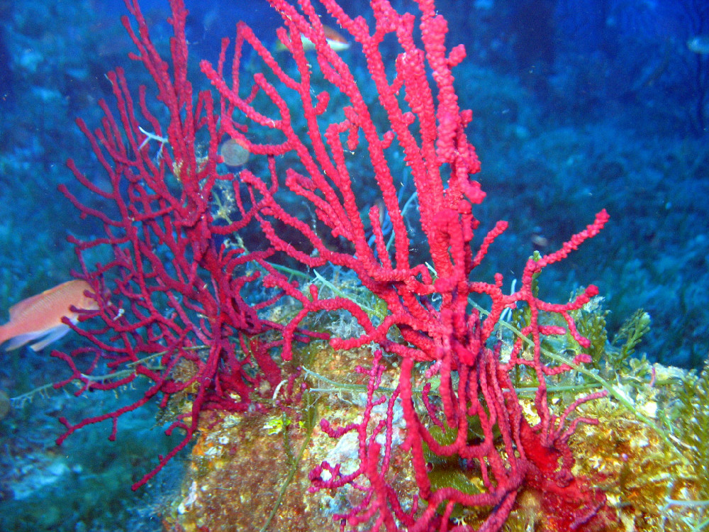 Corallo in zona punta Spadillo a Pantelleria